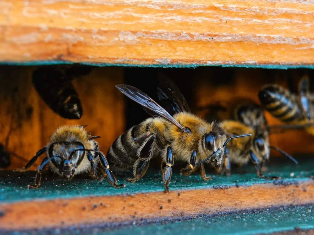 Gros plan d'abeilles sur la planche d'envol d'une ruche dans une exploitation de miel d'acacia en Hongrie, partenaire de Trésor de la Nature