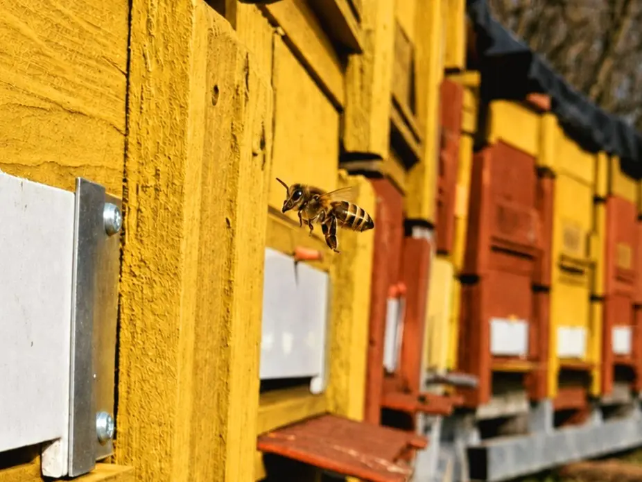 Abeille entrant dans une ruche sur une exploitation apicole de miel d'acacia en Hongrie, partenaire de Trésor de la Nature