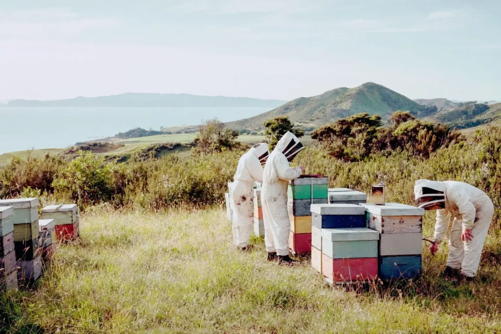 Apiculteurs récoltant le miel de Manuka Anuk Manuka en Nouvelle-Zélande, sélectionné par Trésor de la Nature.