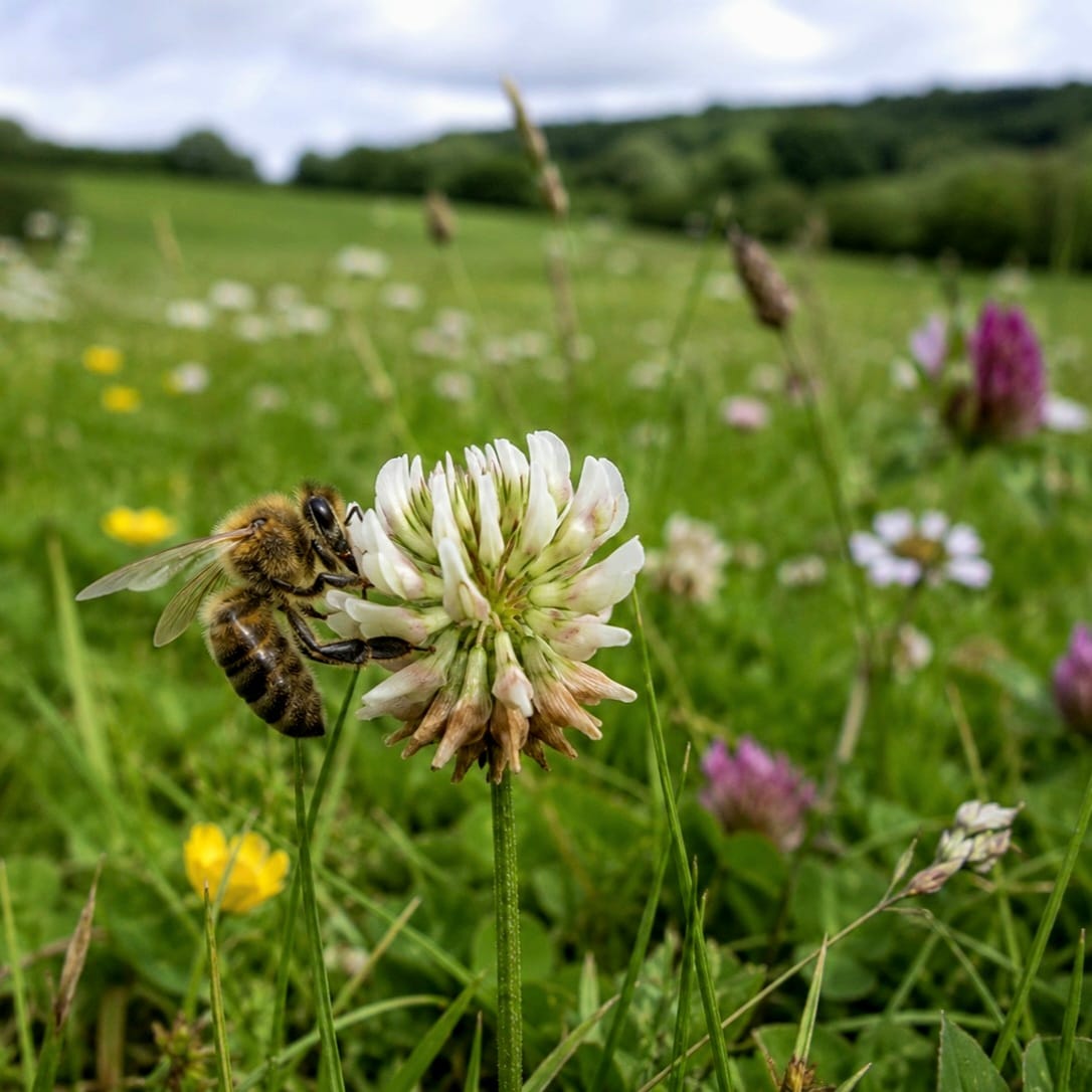 Abeille butinant une fleur de trèfle blanc dans une prairie en Belgique, à l’origine du miel de fleurs.