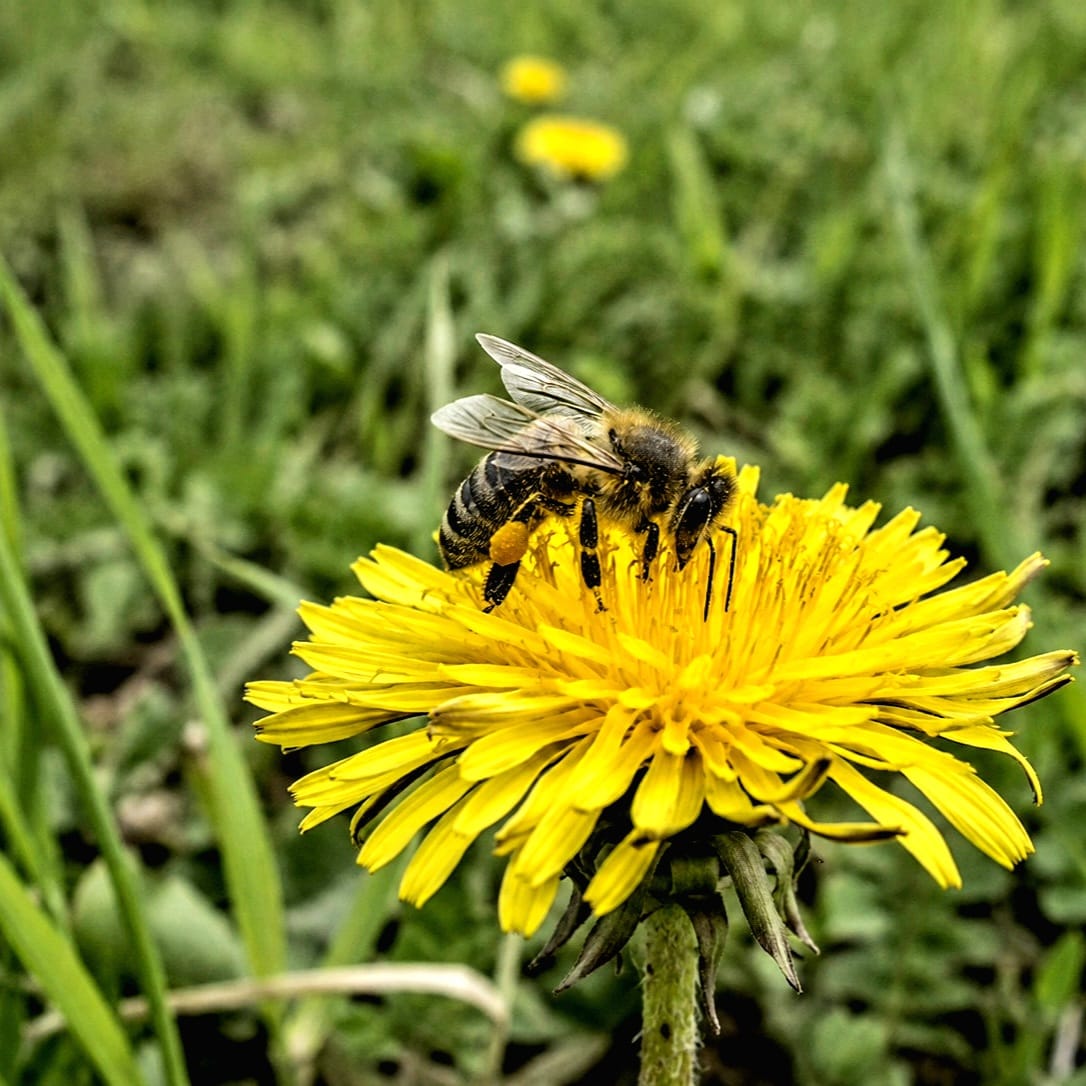 Abeille butinant une fleur de pissenlit en Belgique